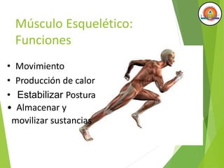 Músculo Esquelético:
Funciones
• Movimiento
• Producción de calor
• Estabilizar Postura
• Almacenar y
movilizar sustancias
 