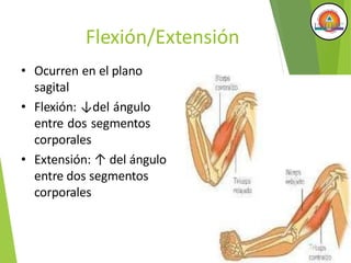 Flexión/Extensión
• Ocurren en el plano
sagital
• Flexión: ↓del ángulo
entre dos segmentos
corporales
• Extensión: ↑ del ángulo
entre dos segmentos
corporales
 