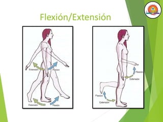 Flexión/Extensión
 