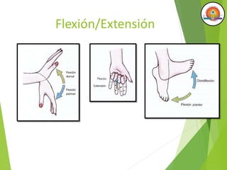 Flexión/Extensión
Flexión
dorsal
Flexión
palmar
 