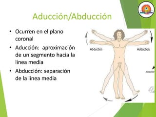Aducción/Abducción
• Ocurren en el plano
coronal
• Aducción: aproximación
de un segmento hacia la
linea media
• Abducción: separación
de la linea media
 