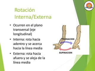 Rotación
Interna/Externa
• Ocurren en el plano
transversal (eje
longitudinal)
• Interna: rota hacia
adentro y se acerca
hacia la línea media
• Externa: rota hacia
afuera y se aleja de la
línea media
 