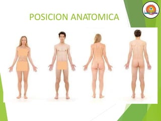 POSICION ANATOMICA
 