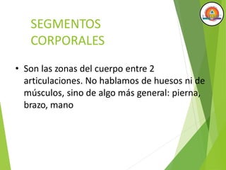 SEGMENTOS
CORPORALES
• Son las zonas del cuerpo entre 2
articulaciones. No hablamos de huesos ni de
músculos, sino de algo más general: pierna,
brazo, mano
 