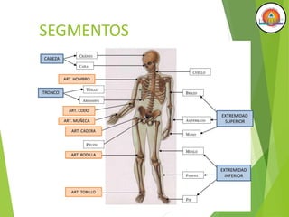 SEGMENTOS
CORPORALES
CABEZA
ART. HOMBRO
TRONCO
ART. CODO
EXTREMIDAD
SUPERIOR
ART. RODILLA
EXTREMIDAD
INFERIOR
ART. TOBILLO
ART. CADERA
ART. MUÑECA
 