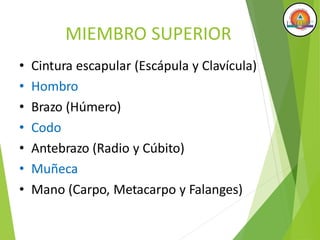 MIEMBRO SUPERIOR
• Cintura escapular (Escápula y Clavícula)
• Hombro
• Brazo (Húmero)
• Codo
• Antebrazo (Radio y Cúbito)
• Muñeca
• Mano (Carpo, Metacarpo y Falanges)
 