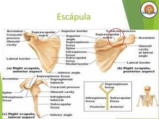 Escápula
 