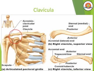 Clavícula
 