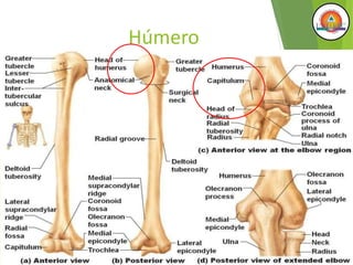 Húmero
 