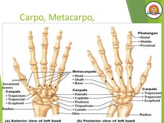Carpo, Metacarpo,
Falanges
 