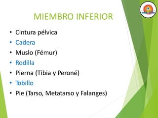 MIEMBRO INFERIOR
• Cintura pélvica
• Cadera
• Muslo (Fémur)
• Rodilla
• Pierna (Tibia y Peroné)
• Tobillo
• Pie (Tarso, Metatarso y Falanges)
 