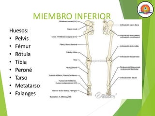 MIEMBRO INFERIOR
Huesos:
• Pelvis
• Fémur
• Rótula
• Tibia
• Peroné
• Tarso
• Metatarso
• Falanges
 