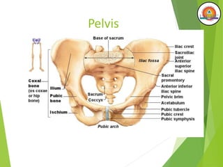 Pelvis
 
