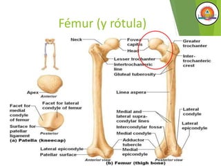 Fémur (y rótula)
 