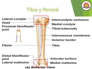 Tibia y Peroné
 