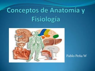 Conceptos de Anatomía y Fisiología  Pablo Peña W 