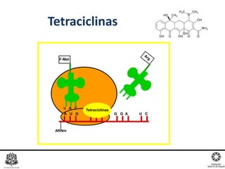 Tetraciclinas
F-Met
ARNm
A U G C G C G G A U C
U A C
Tetraciclinas
 