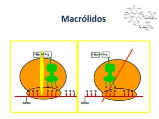 Macrólidos
ARNm
F-Met Arg
G C G
A U G C G C G G A
ARNm
Arg
G C G
A U G C G C G G A
F-Met
 