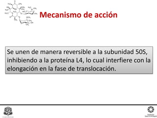 Mecanismo de acción
Se unen de manera reversible a la subunidad 50S,
inhibiendo a la proteína L4, lo cual interfiere con la
elongación en la fase de translocación.
 