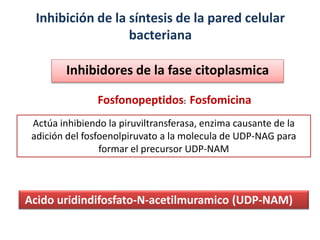 Inhibición de la síntesis de la pared celular
bacteriana
Inhibidores de la fase citoplasmica
Actúa inhibiendo la piruviltransferasa, enzima causante de la
adición del fosfoenolpiruvato a la molecula de UDP-NAG para
formar el precursor UDP-NAM
Acido uridindifosfato-N-acetilmuramico (UDP-NAM)
Fosfonopeptidos: Fosfomicina
 