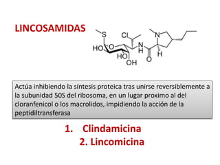 1. Clindamicina
2. Lincomicina
LINCOSAMIDAS
Actúa inhibiendo la síntesis proteica tras unirse reversiblemente a
la subunidad 50S del ribosoma, en un lugar proximo al del
cloranfenicol o los macrolidos, impidiendo la acción de la
peptidiltransferasa
 