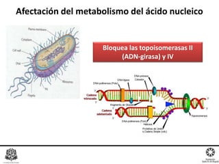 Afectación del metabolismo del ácido nucleico
Bloquea las topoisomerasas II
(ADN-girasa) y IV
 