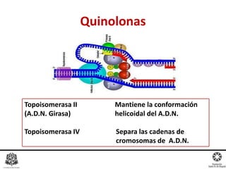 Quinolonas
Topoisomerasa II Mantiene la conformación
(A.D.N. Girasa) helicoidal del A.D.N.
Topoisomerasa IV Separa las cadenas de
cromosomas de A.D.N.
 
