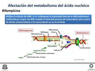 Rifampicina
Afectación del metabolismo del ácido nucleico
Inhiben la síntesis de ARN r y m al bloquear la subunidad beta de la ARN polimerasa
codificada por el gen rpo B28. Impide el inicio del proceso de transcripció, pero carece
de efecto antimicrobiano si la transcripción ya se ha iniciado
 