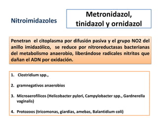 Metronidazol,
tinidazol y ornidazolNitroimidazoles
Penetran el citoplasma por difusión pasiva y el grupo NO2 del
anillo imidazólico, se reduce por nitroreductasas bacterianas
del metabolismo anaerobio, liberándose radicales nitritos que
dañan el ADN por oxidación.
1. Clostridium spp.,
2. gramnegativos anaerobios
3. Microaerofílicos (Helicobacter pylori, Campylobacter spp., Gardnerella
vaginalis)
4. Protozoos (tricomonas, giardias, amebas, Balantidium coli)
 