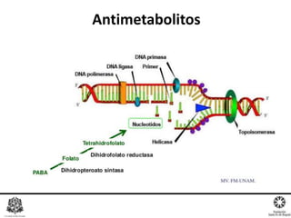 Antimetabolitos
 