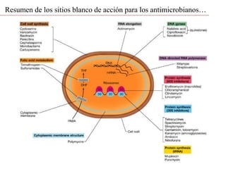 Resumen de los sitios blanco de acción para los antimicrobianos…
 