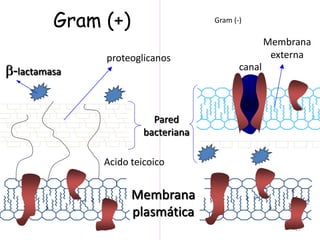 Gram (+)
17
Membrana
plasmática
-lactamasa
proteoglicanos
Pared
bacteriana
Acido teicoico
canal
Membrana
externa
Gram (-)
 