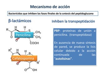 Penicilina
Cefalosporina
PBP: proteínas de unión a
penicilina. (transpeptidasa)
En ausencia de nueva síntesis
de pared, se produce la lisis
celular debido a la acción
continuada de las
"autolisinas”.
Mecanismo de acción
Bactericidas que inhiben las fases finales de la sıntesís del peptidoglucano
 