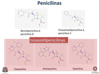 Bencilpenicilina ó
penicilina G
Fenoximetilpenicilina ó
penicilina V
OxacilinaCloxacilina Dicloxacilina
Isoxazolilpenicilinas
Penicilinas
 
