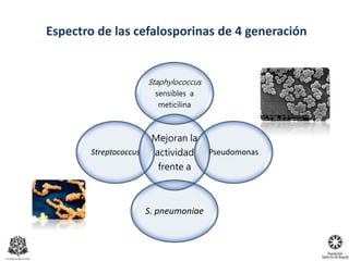 Mejoran la
actividad
frente a
Staphylococcus
sensibles a
meticilina
Pseudomonas
S. pneumoniae
Streptococcus
Espectro de las cefalosporinas de 4 generación
 
