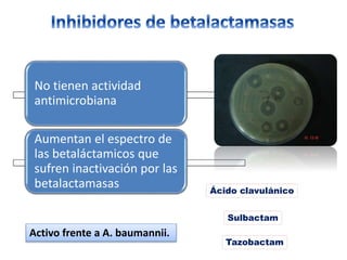 No tienen actividad
antimicrobiana
Aumentan el espectro de
las betaláctamicos que
sufren inactivación por las
betalactamasas Ácido clavulánico
Sulbactam
Tazobactam
Activo frente a A. baumannii.
 