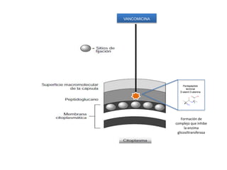 VANCOMICINA
Pentapéptido
terminal
D-alanil D-alanina
Formación de
complejo que inhibe
la enzima
glicosiltransferasa
 