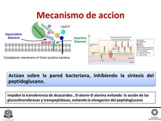 Actúan sobre la pared bacteriana, inhibiendo la síntesis del
peptidoglucano.
Mecanismo de accion
Impiden la transferencia de disacaridos , D-alanin-D alanina evitando la acción de las
glucosiltransferasas y transpeptidasas, evitando la elongacion del peptidoglucano
 