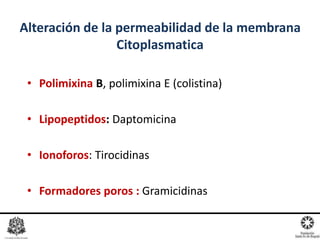 • Polimixina B, polimixina E (colistina)
• Lipopeptidos: Daptomicina
• Ionoforos: Tirocidinas
• Formadores poros : Gramicidinas
Alteración de la permeabilidad de la membrana
Citoplasmatica
 