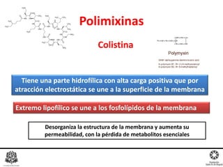 Polimixinas
Colistina
Dr. Miguel L. Rodríguez G.
R1 Farmacología Clínica
Tiene una parte hidrofílica con alta carga positiva que por
atracción electrostática se une a la superficie de la membrana
Extremo lipofílico se une a los fosfolípidos de la membrana
Desorganiza la estructura de la membrana y aumenta su
permeabilidad, con la pérdida de metabolitos esenciales
 