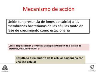 Mecanismo de acción
Unión (en presencia de iones de calcio) a las
membranas bacterianas de las células tanto en
fase de crecimiento como estacionaria
Causa despolarización y conduce a una rápida inhibición de la síntesis de
proteínas, de ADN y de ARN. El
Resultado es la muerte de la célular bacteriana con
una lisis celular
 