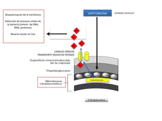 DAPTOMICINA EXTREMO LIPOFILICO
POLIMERIZACIONPOLIMERIZACION
CANALES IONICOS
TRANSPORTE PASIVO DE POTASIO
K+
K+
K+
K+
K+
Despolarización de la membrana
Detención de procesos vitales de
la bacteria (sintesis de DNA,
RNA, proteínas)
Muerte celular sin lisis
 