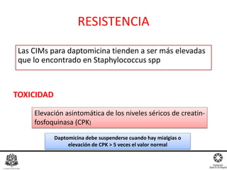 RESISTENCIA
Las CIMs para daptomicina tienden a ser más elevadas
que lo encontrado en Staphylococcus spp
Elevación asintomática de los niveles séricos de creatin-
fosfoquinasa (CPK)
TOXICIDAD
Daptomicina debe suspenderse cuando hay mialgias o
elevación de CPK > 5 veces el valor normal
 
