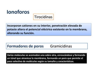 Ionoforos
Formadores de poros Gramicidinas
Tirocidinas
Incorporan cationes en su interior, penetración elevada de
potasio altera el potencial eléctrico existente en la membrana,
alterando su función.
Varias moleculas se acomodan una sobre otra, enroscándose y formando
un túnel que atraviesa la membrana, formando un poro que permite el
paso selectivo de moléculas según su tamaño y características.
 