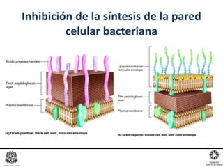Inhibición de la síntesis de la pared
celular bacteriana
 