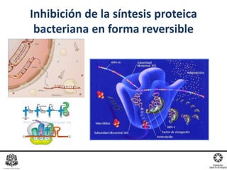 Inhibición de la síntesis proteica
bacteriana en forma reversible
 