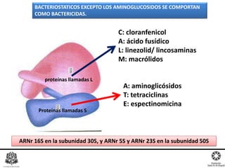 C: cloranfenicol
A: ácido fusídico
L: linezolid/ lincosaminas
M: macrólidos
A: aminoglicósidos
T: tetraciclinas
E: espectinomicina
ARNr 16S en la subunidad 30S, y ARNr 5S y ARNr 23S en la subunidad 50S
Proteínas llamadas S
proteínas llamadas L
BACTERIOSTATICOS EXCEPTO LOS AMINOGLUCOSIDOS SE COMPORTAN
COMO BACTERICIDAS.
 