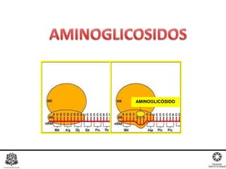 AMINOGLICÓSIDO
 