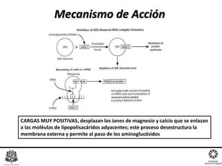 Mecanismo de Acción
CARGAS MUY POSITIVAS, desplazan los iones de magnesio y calcio que se enlazan
a las moléulas de lipopolisacáridos adyacentes; este proceso desestructura la
membrana externa y permite al paso de los aminoglucósidos
 