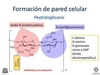Acido N-acetilmurámico
N-acetilglucosamina
L-alanina
D-alanina
D-glutamato
Lisina o DAP
(Acido
diaminopimélico)
Fosfomicina y la cicloserina
 